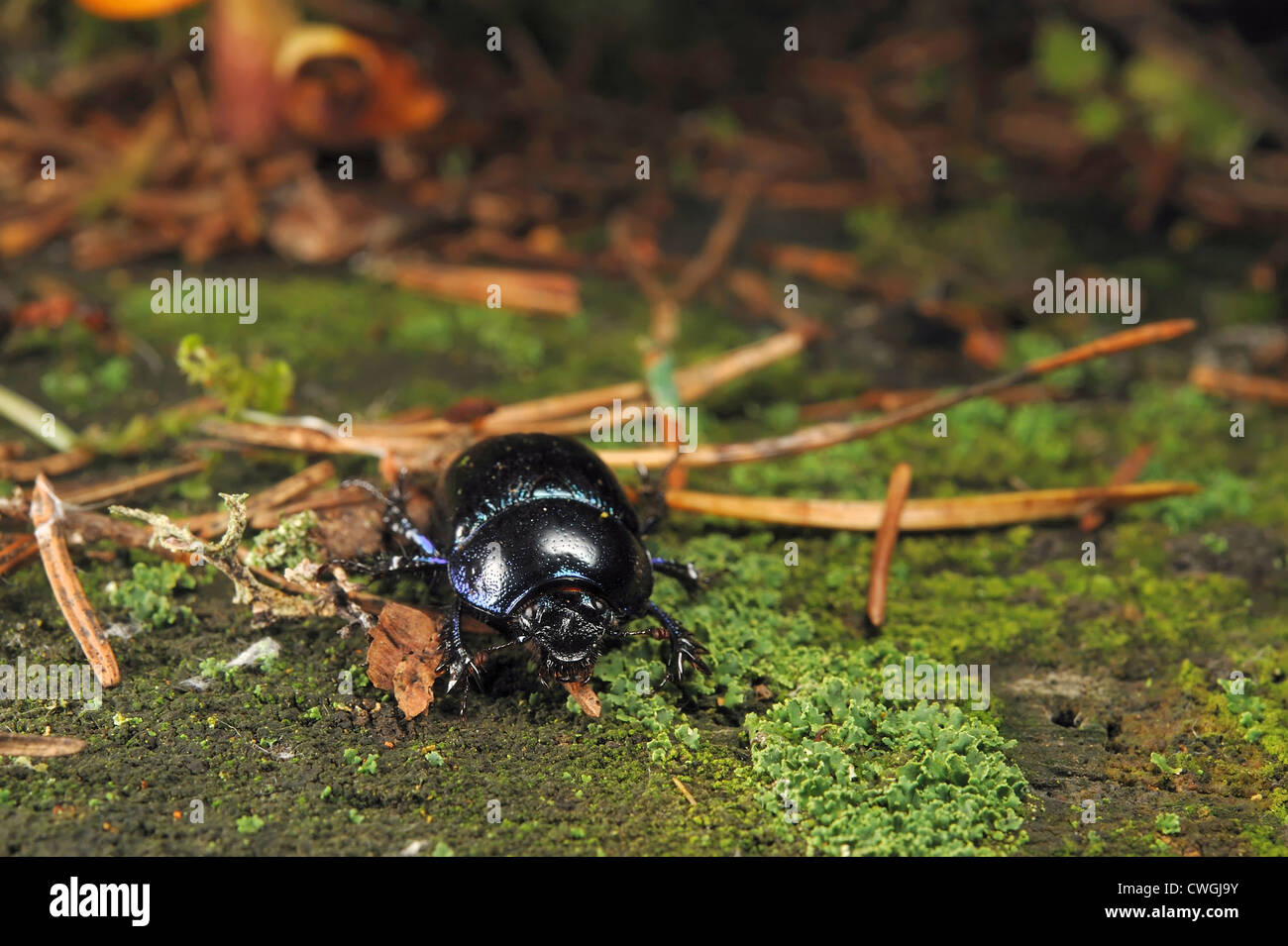 Forest dung beetle walking in a forest Stock Photo