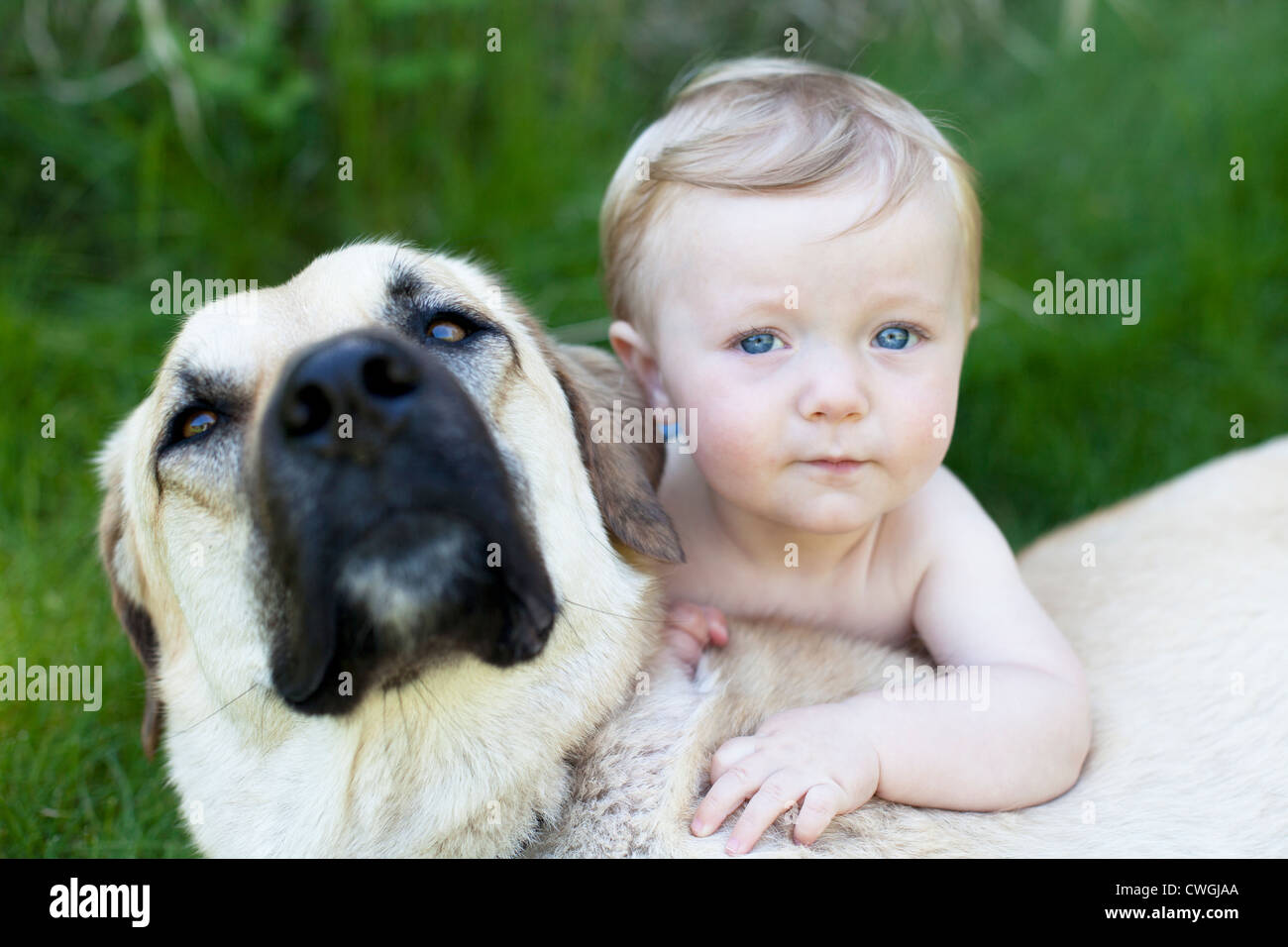 Portrait of baby boy with his large white furred dog outdoors. Stock Photo