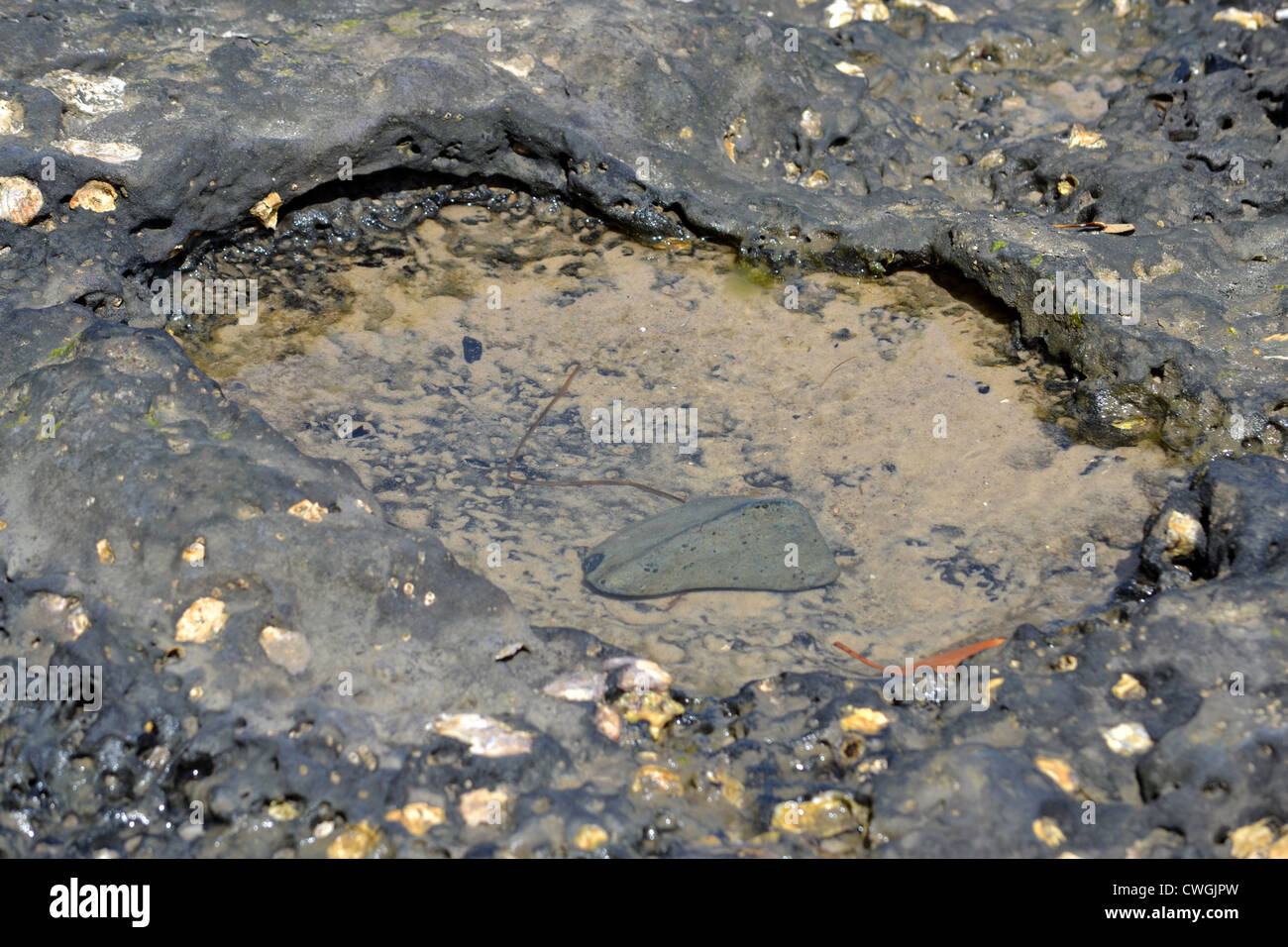 Rock pool at low tide Stock Photo