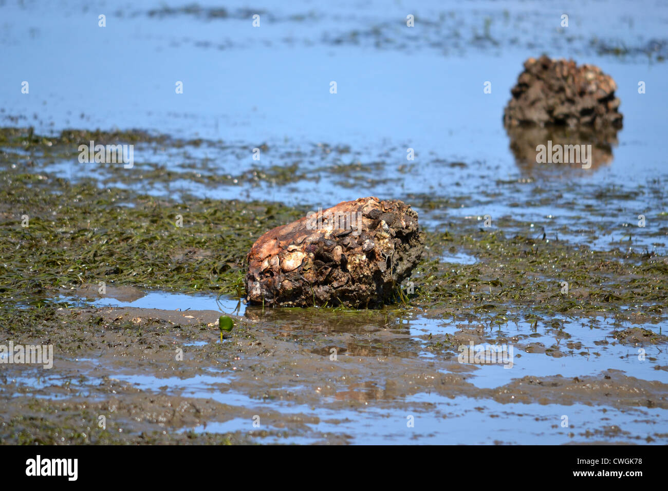 Oyster covered rock exposed at low tide Stock Photo