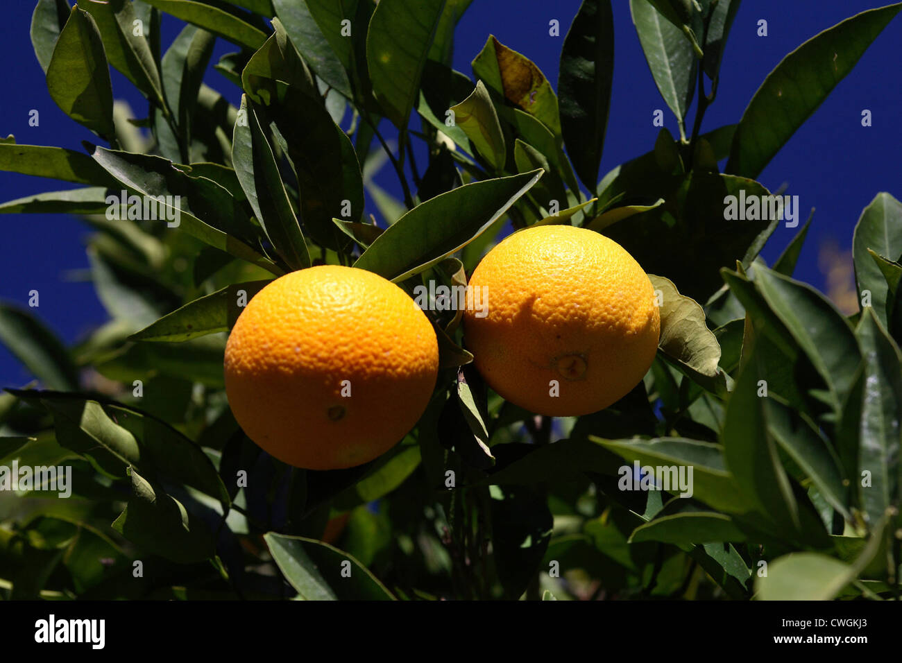 Marmaris, Orange Tree Stock Photo