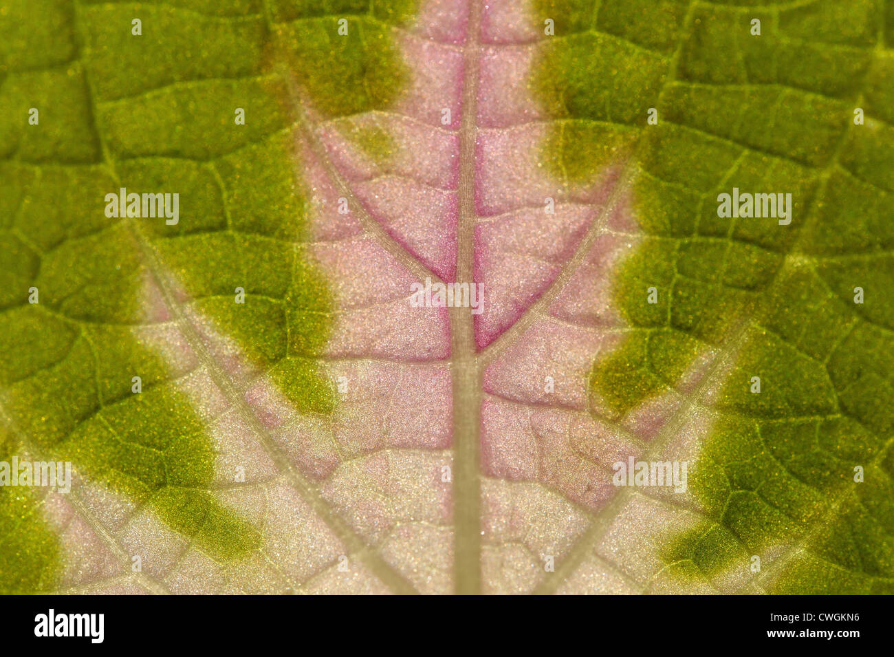 Leaf of coleus, plant that has mild relaxing and hallucinogenic effects Stock Photo