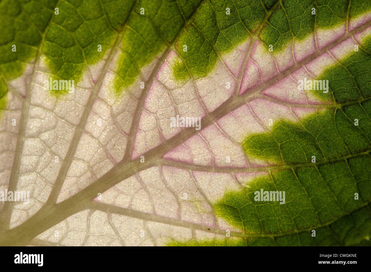 Leaf of coleus, plant that has mild relaxing and hallucinogenic effects Stock Photo