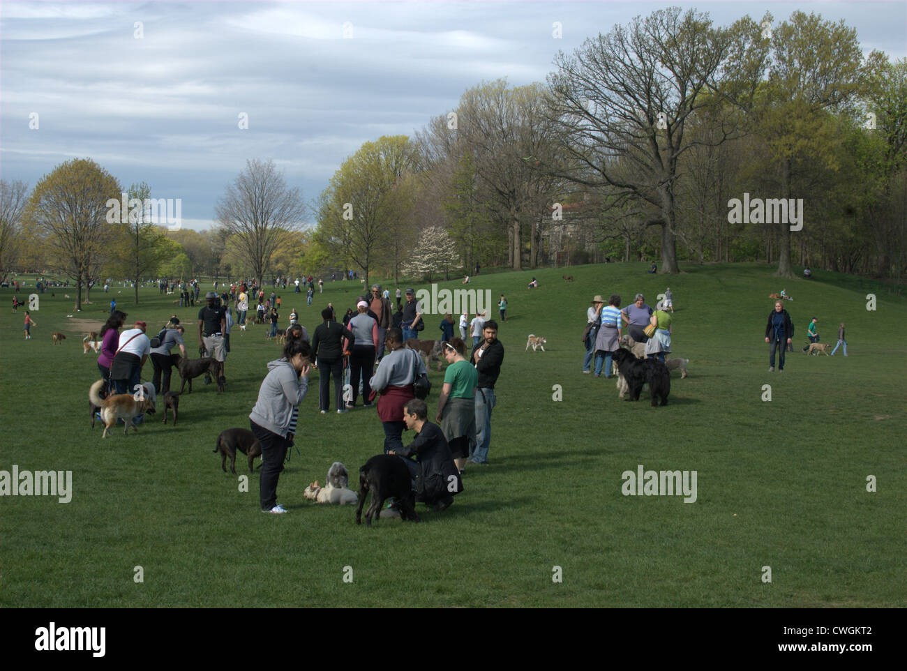 dog park in prospect park brooklyn new york Stock Photo Alamy