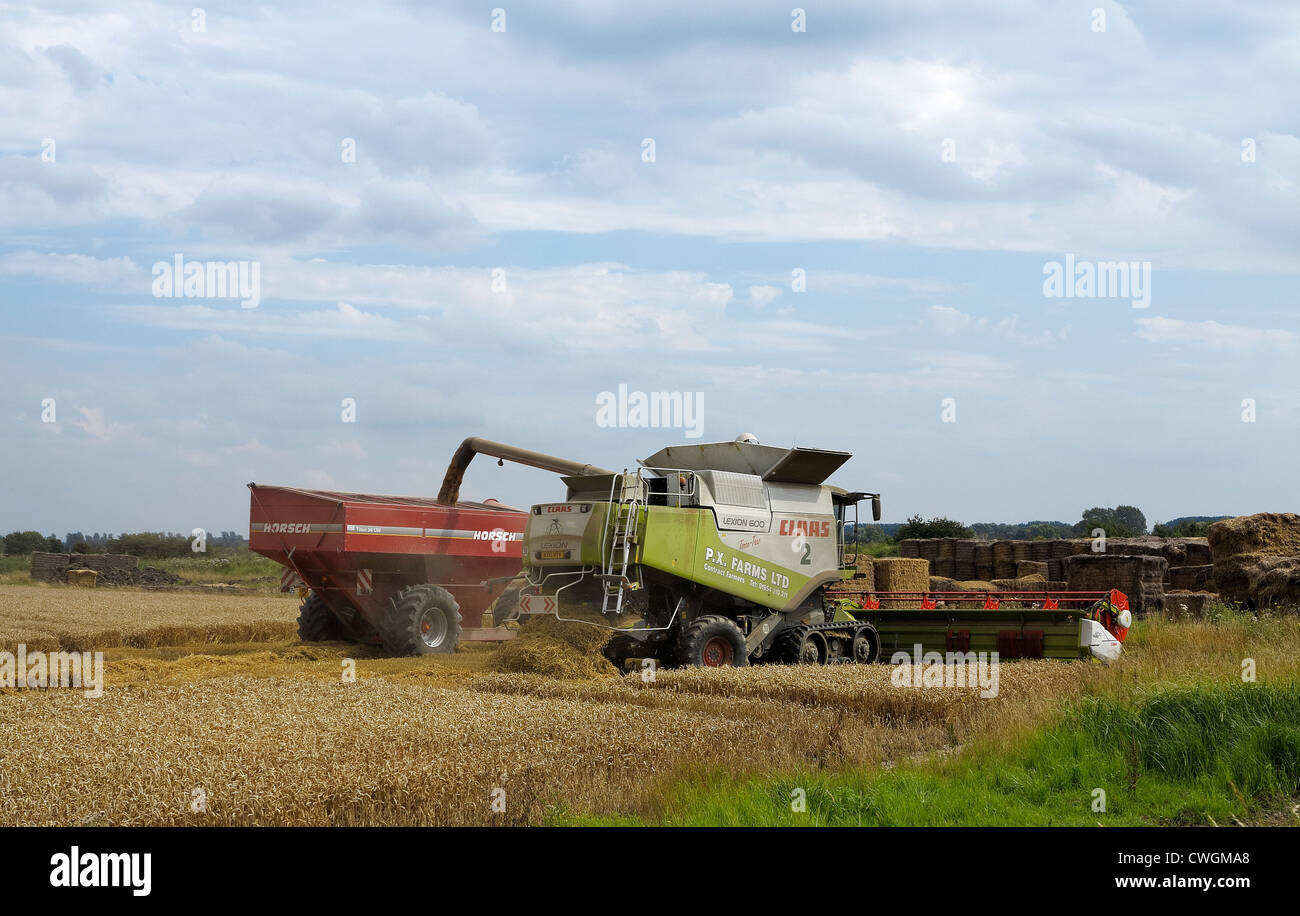 Transferring grain from combine harvester to trailer Cambridgeshire Stock Photo