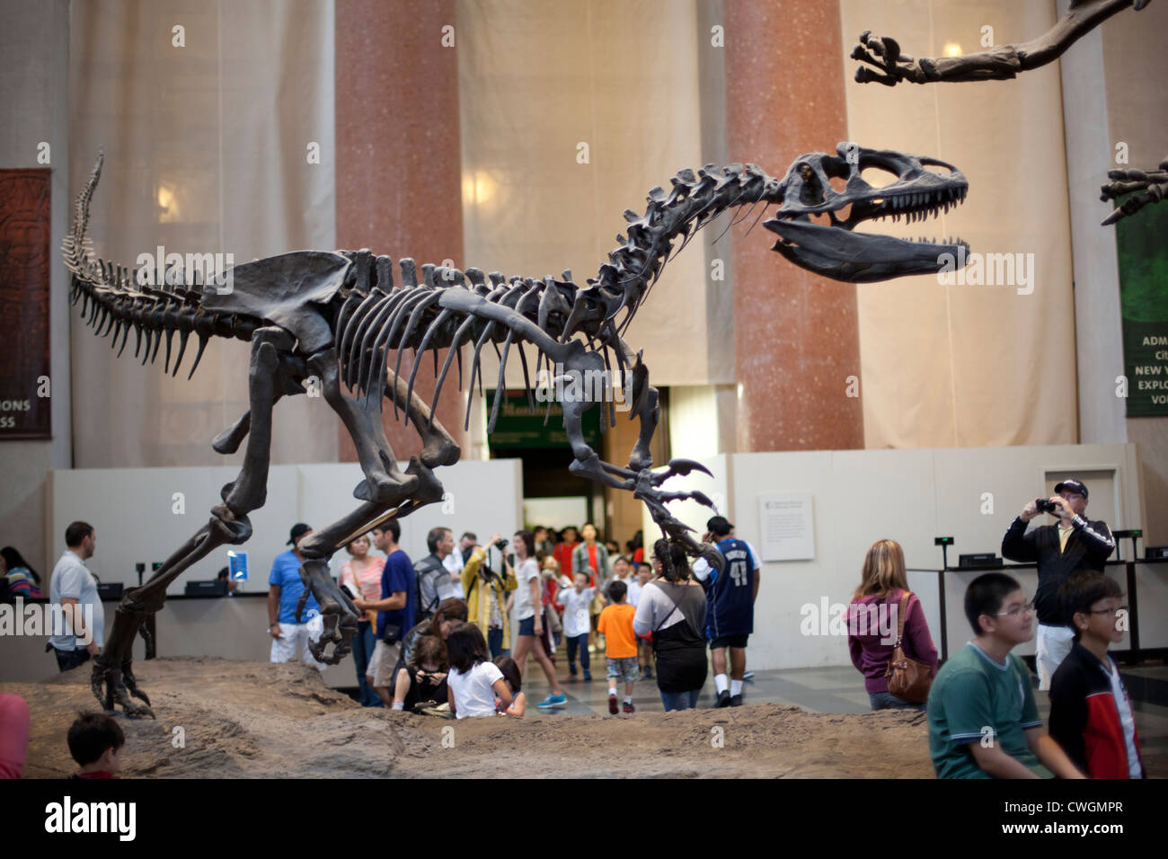 Dinosaurs natural history museum new york hires stock photography and images Alamy