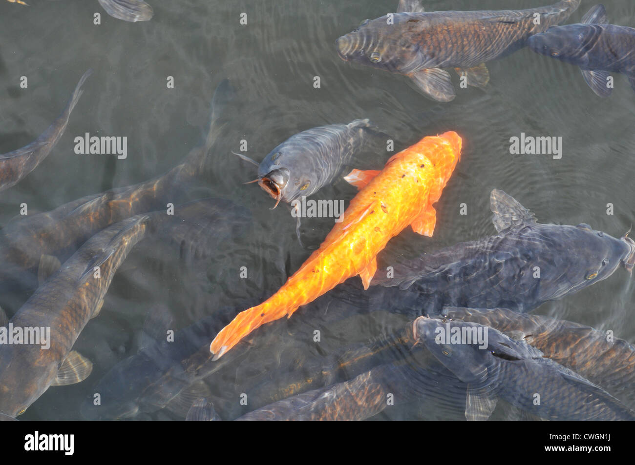 Bright orange Japanese Koi fish standing out in the fishery Stock Photo