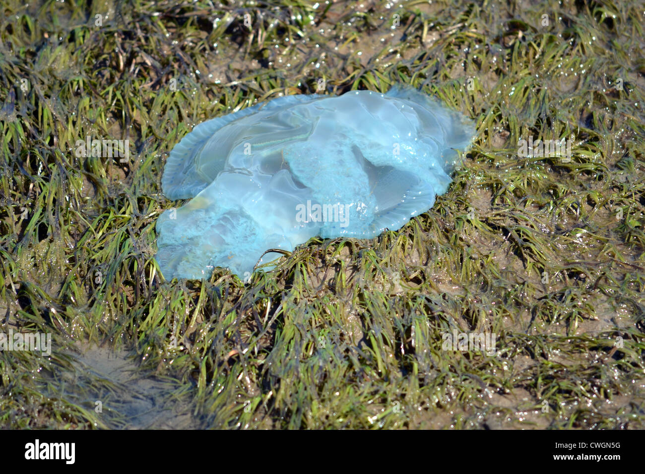Blue Blubber (Catostylus mosaicus) Jellyfish washed up onto a weed bank at low tide Bribie Island, Queensland, Australia Stock Photo