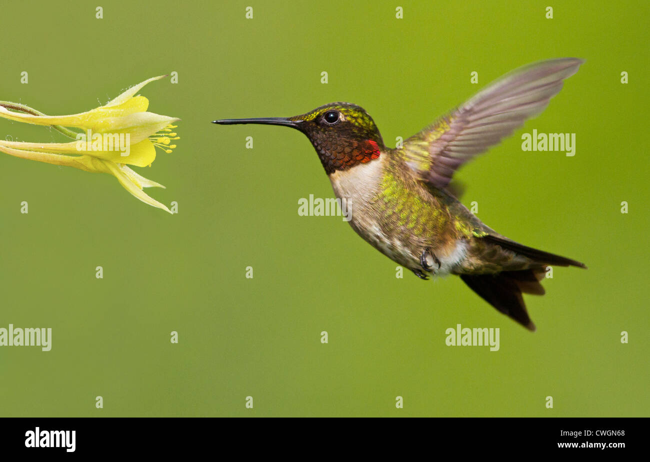 Ruby-Throated Hummingbird in flight in front of a yellow flower. The bird is isolated on a perfect green background. Stock Photo