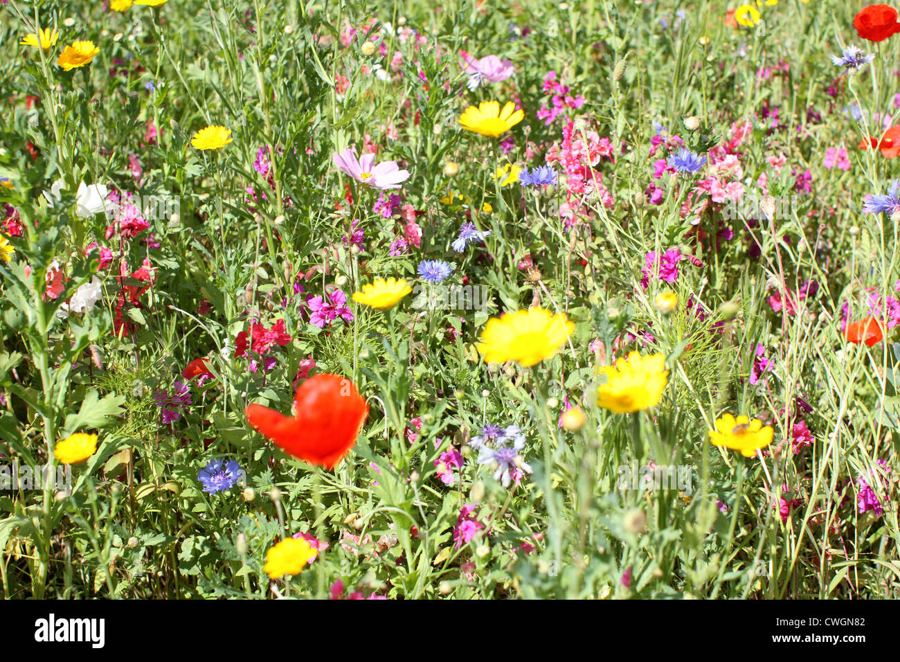 flower meadow Stock Photo