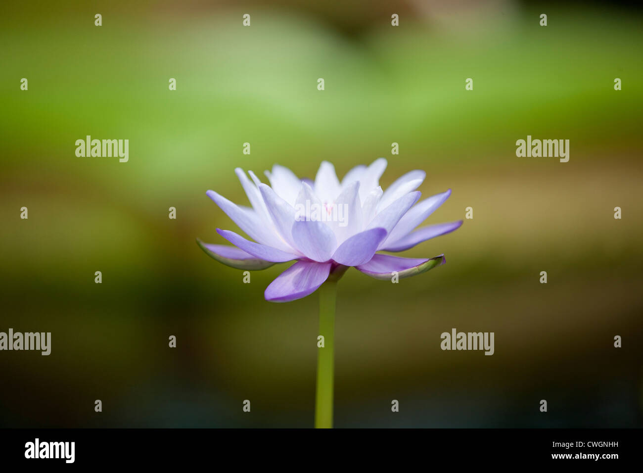 A purple water lily in flower Stock Photo