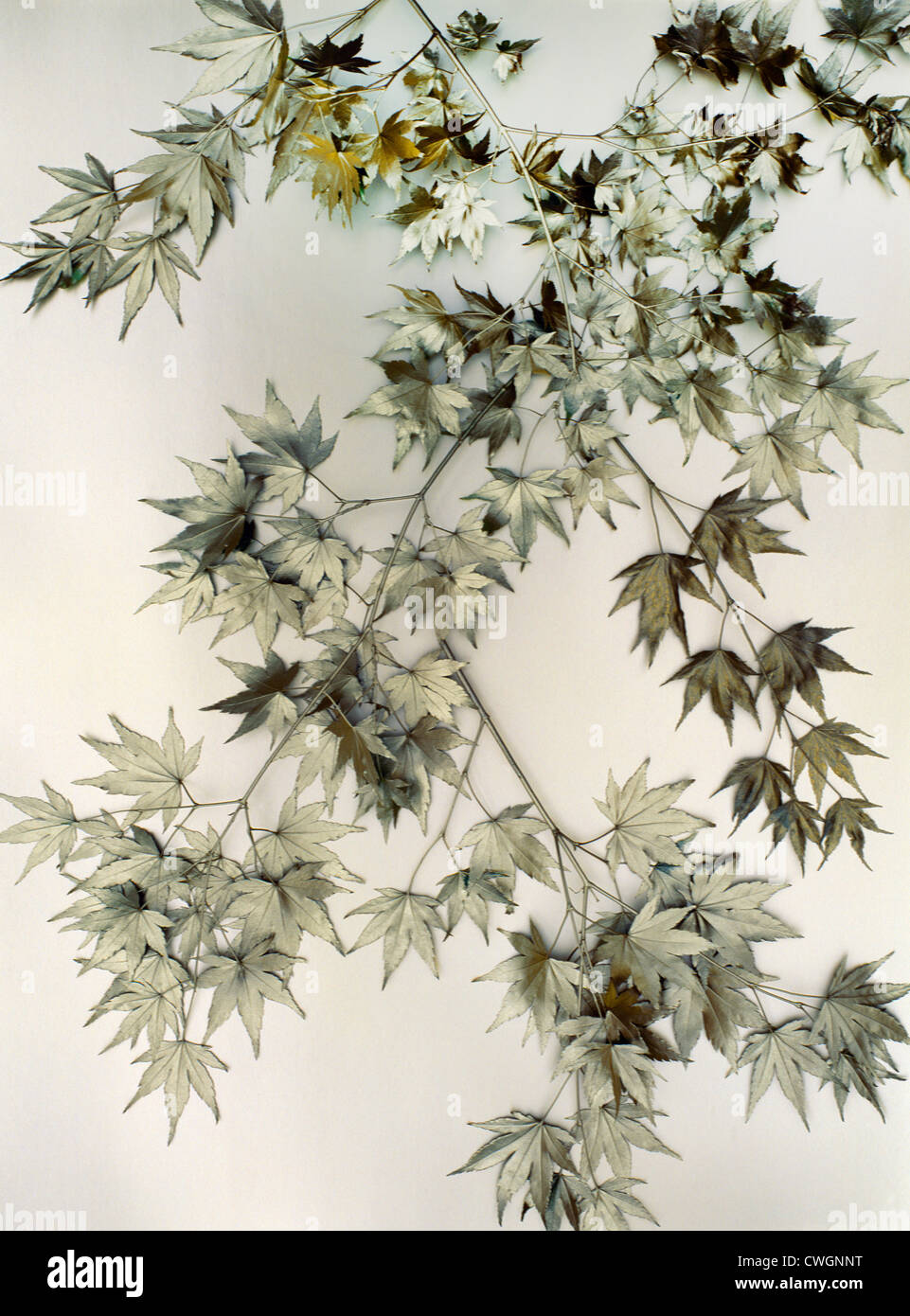 Gold painted leaves hi-res stock photography and images - Alamy