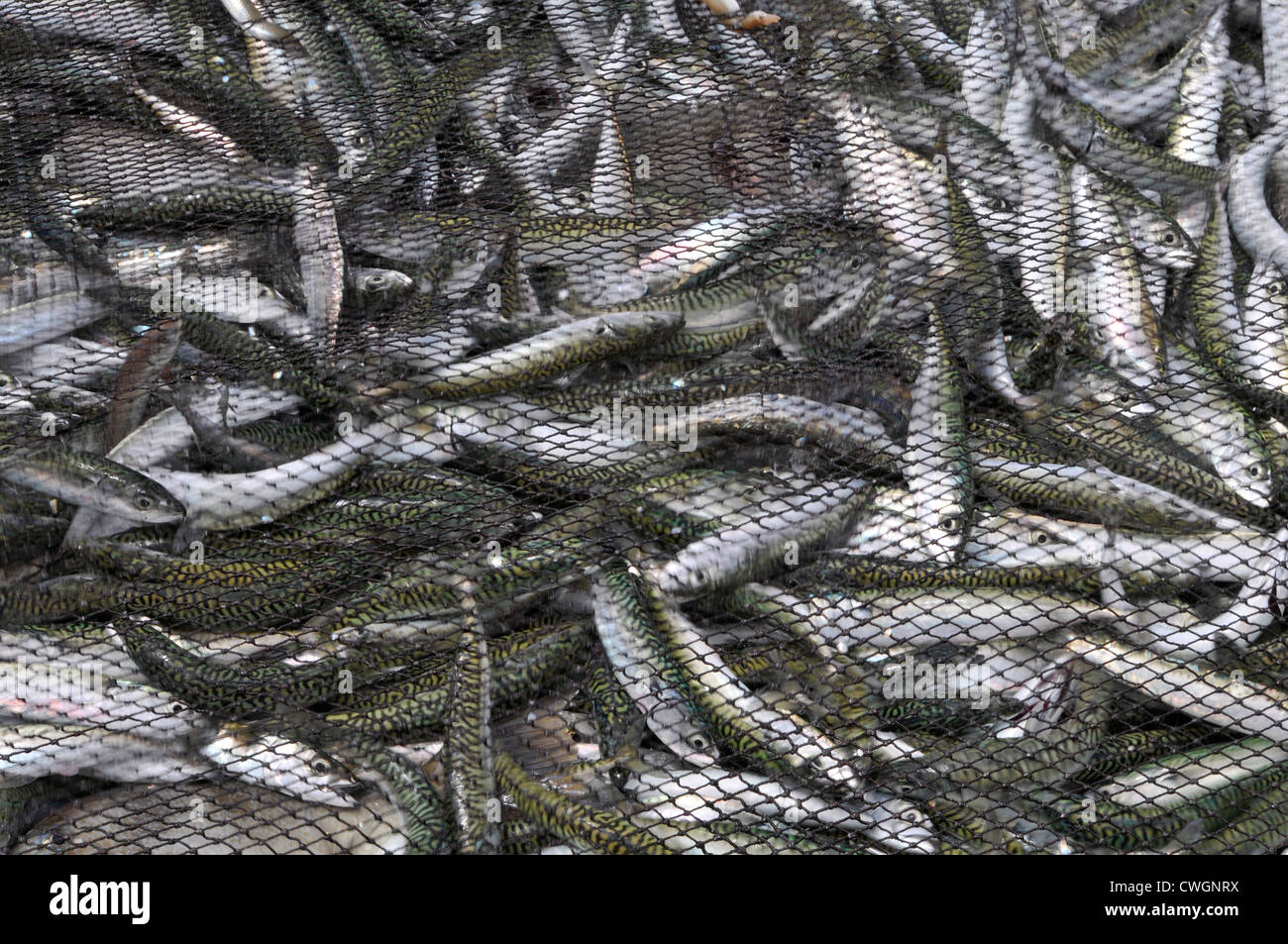 Sardines and mackerel caught in a Portugal Stock Photo Alamy