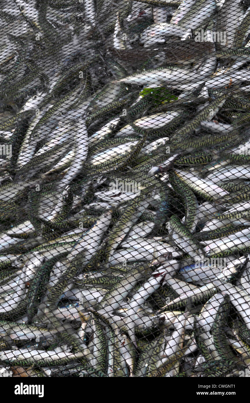 Sardines and mackerel caught in a fishnet. Portuguese Atlantic coast. Stock Photo