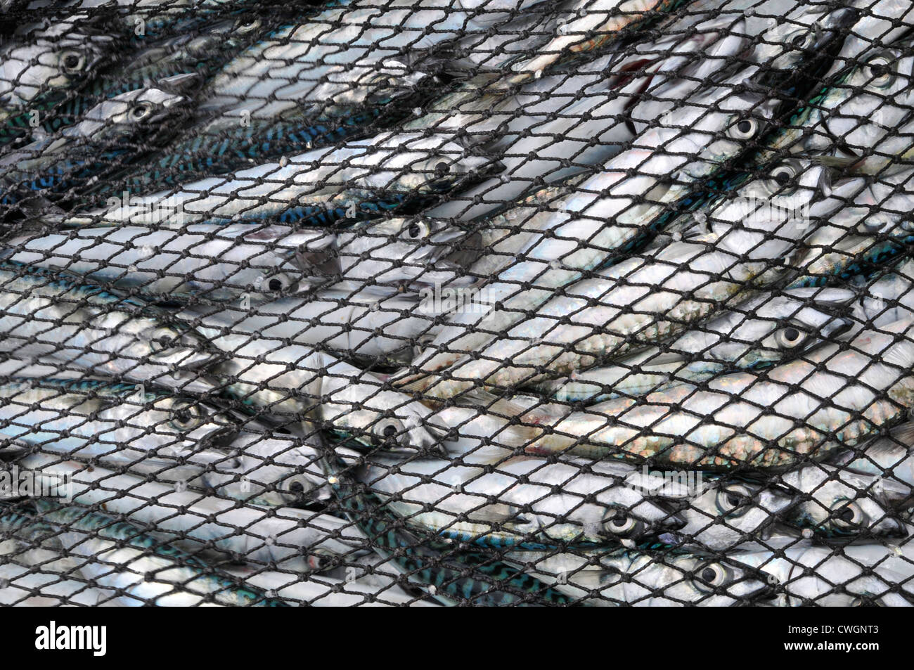 Close up of sardines and mackerel caught in a fishnet. Portuguese Atlantic coast. Stock Photo
