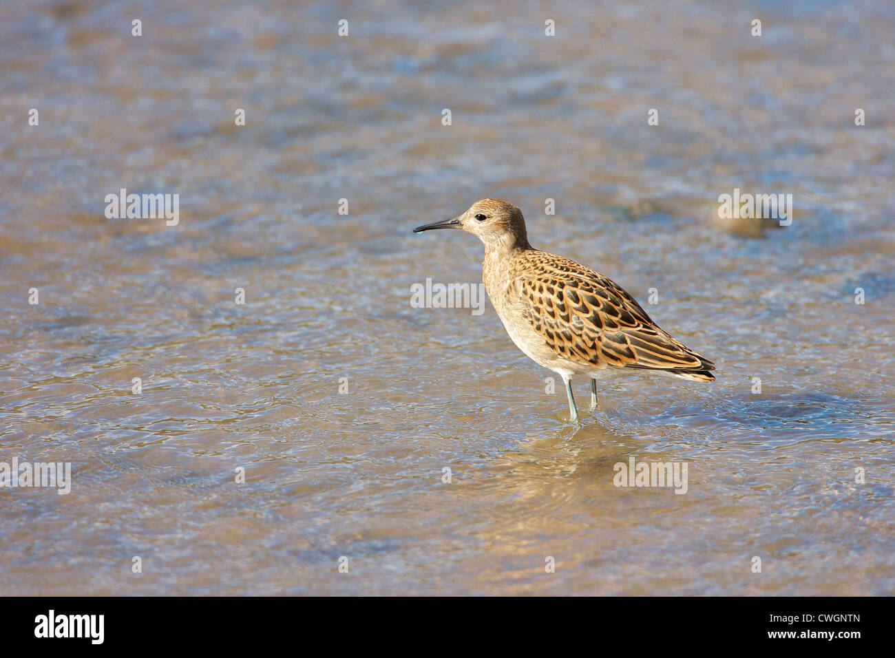 Ruff (Philomachus pugnax) Besides drinking in the esturary the Juvinile Ruff also feeds, as a stop over on Autumn migration. Stock Photo
