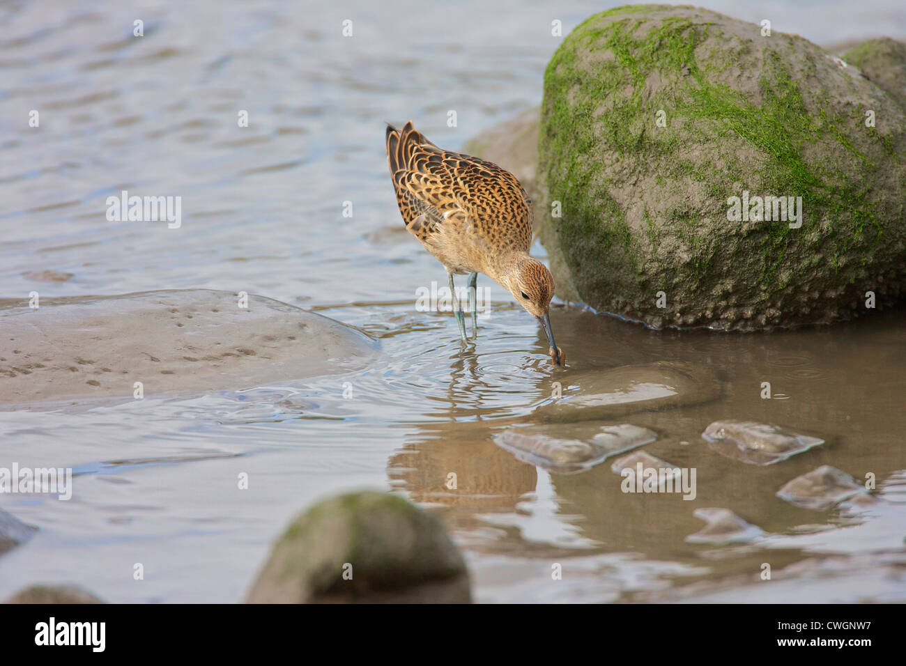 Ruff (Philomachus pugnax) Eating a morsel, as a stop over on Autumn migration. Stock Photo