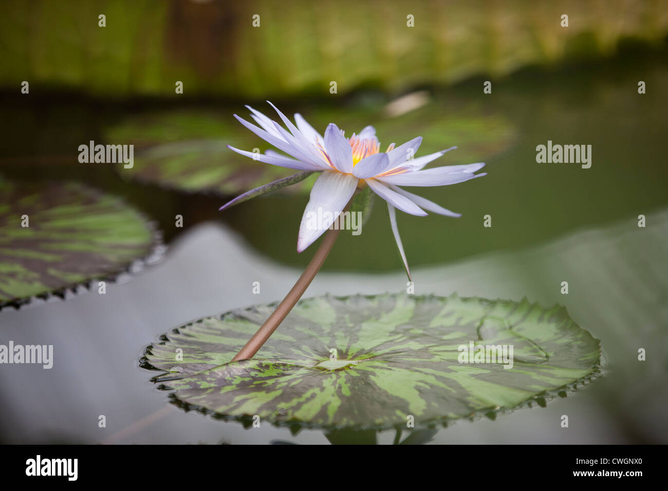 A white and lilac water lily in flower, Nymphaea Carlos Magdalena Stock ...
