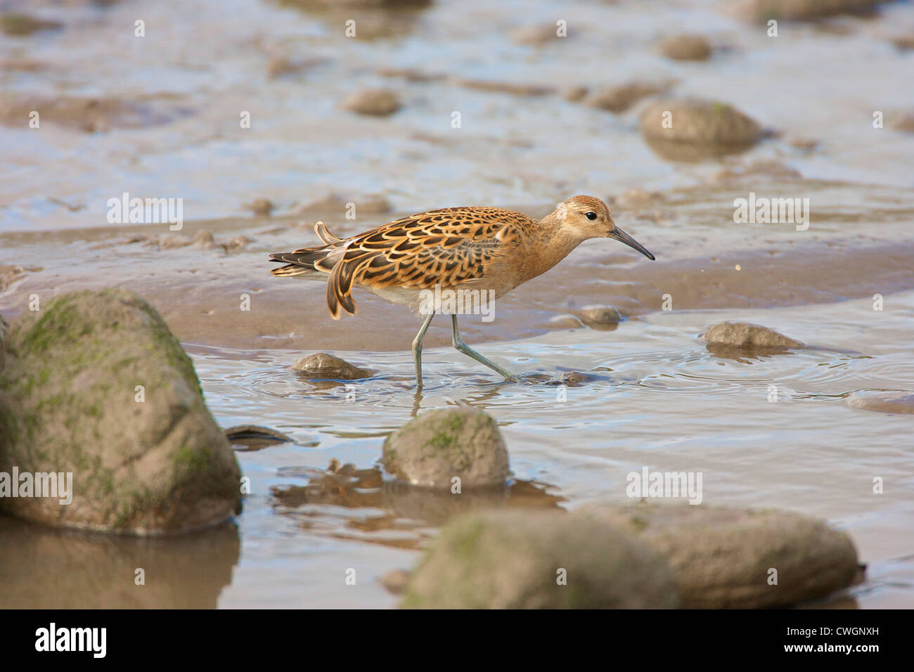Ruff (Philomachus pugnax) Besides drinking in the esturary the Juvinile Ruff also feeds, as a stop over on Autumn migration. Stock Photo