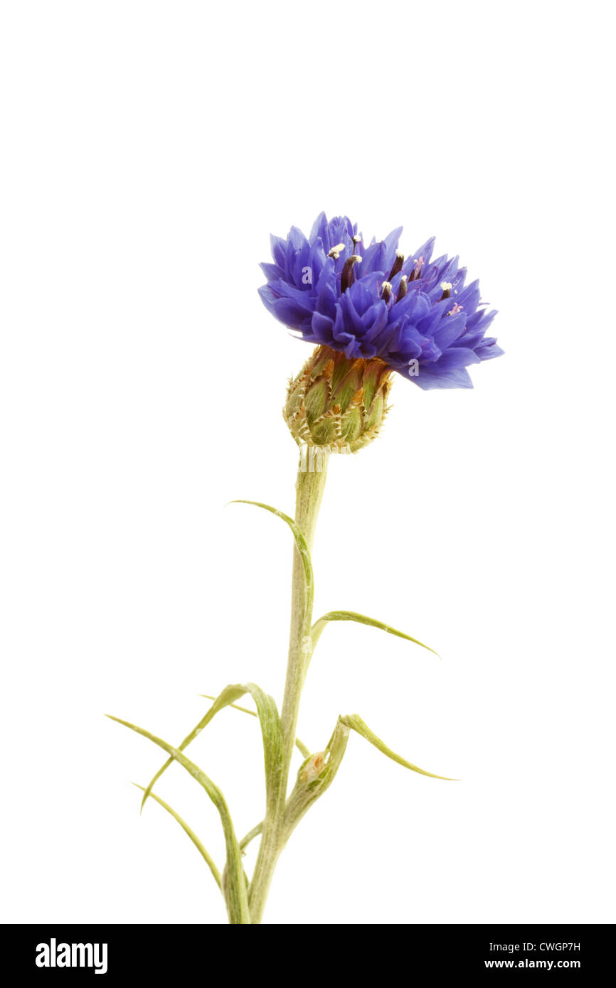 Blue Cornflower (Centaurea cyanus) in summer on white background Stock Photo