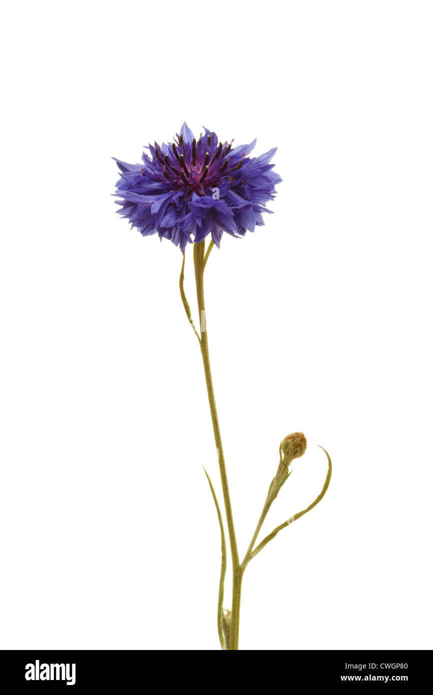 Blue Cornflower (Centaurea cyanus) in summer on white background Stock Photo