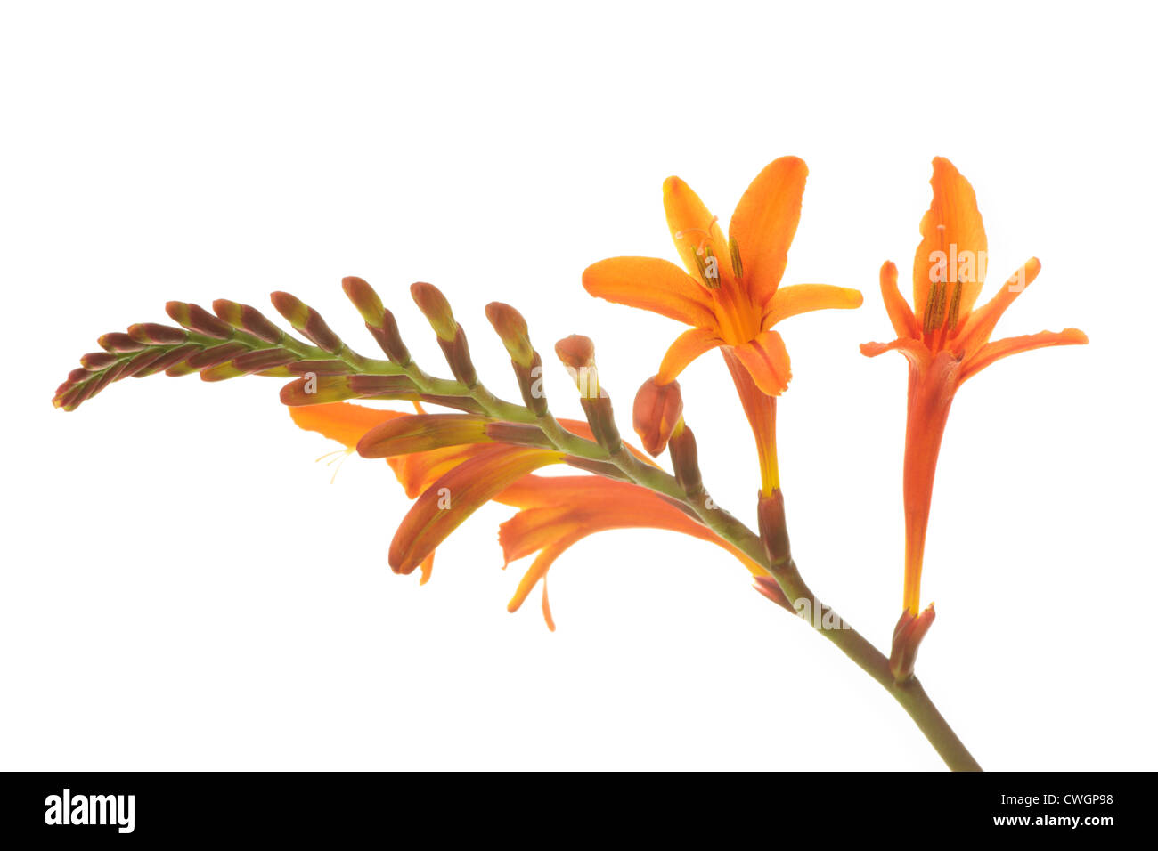 Crocosmia in spring. These are often called Coppertips or Falling Stars in the US, and Montbretia in the UK. Stock Photo