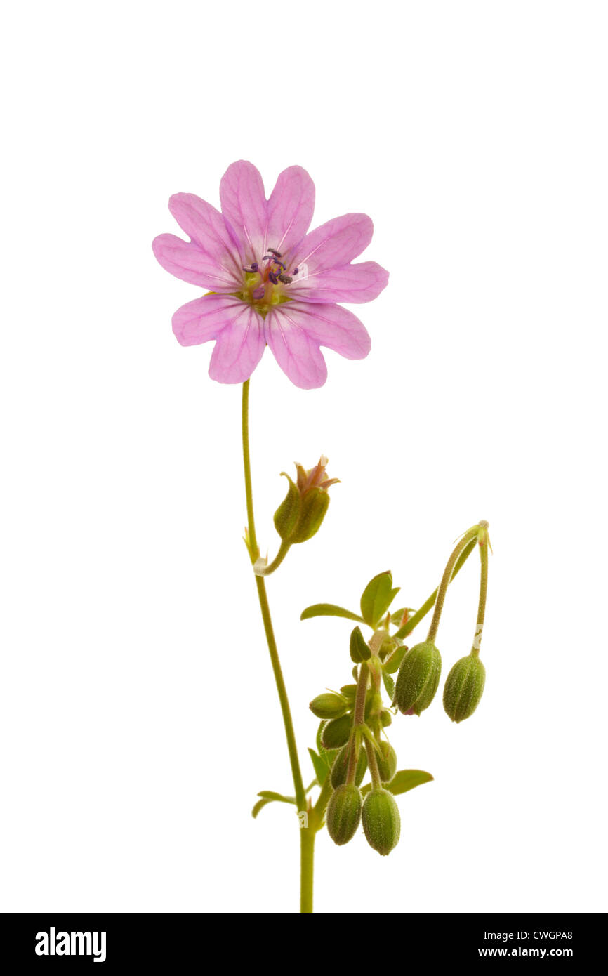 Dove's-Foot Crane's Bill (Geranium molle) in summer on white background Stock Photo