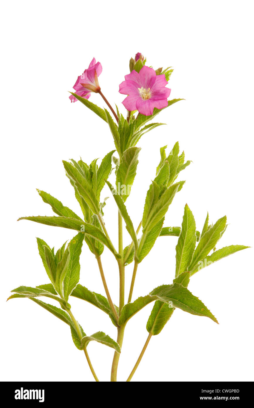 Great Willow Herb (Epilobium hirsutum). I've read that here in the UK it is also sometimes called 'Codlins and Cream'. Stock Photo