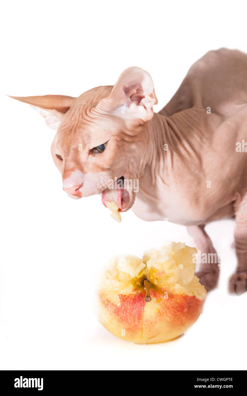 cat eats apple