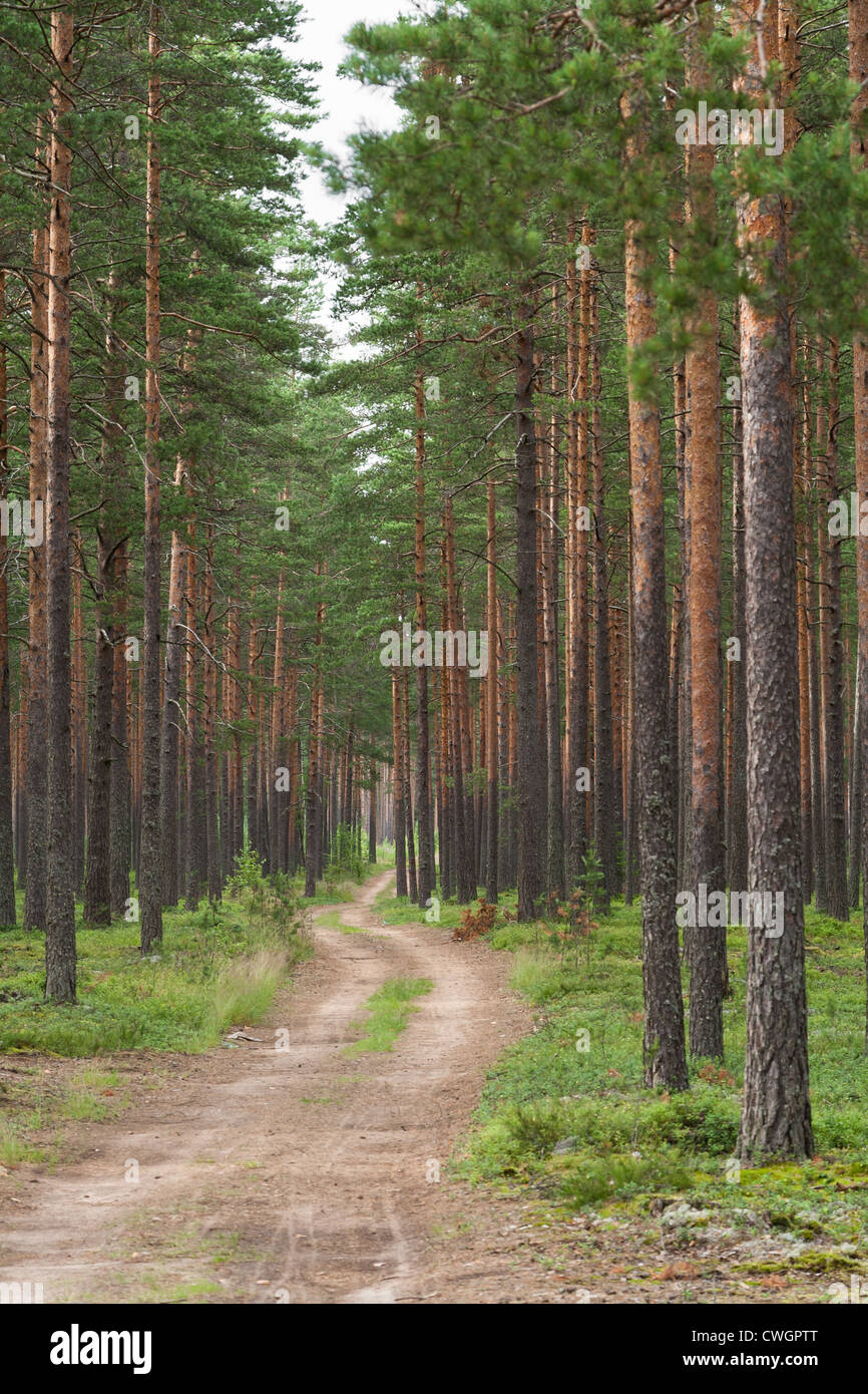 Walk in pine forest hi-res stock photography and images - Alamy
