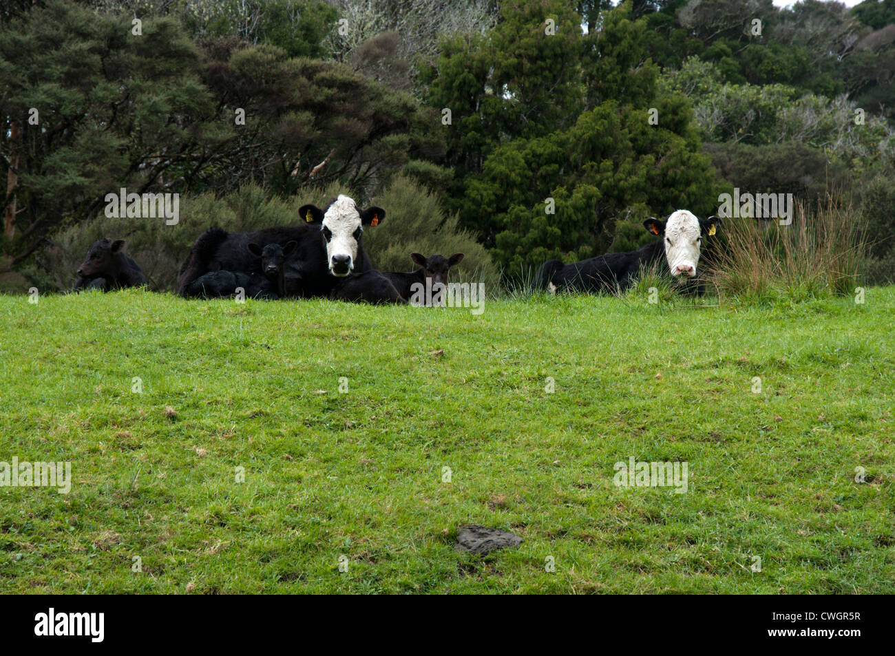 Cattle and calves on a pasture near Kaihoka Lakes in New Zealand. Kühe