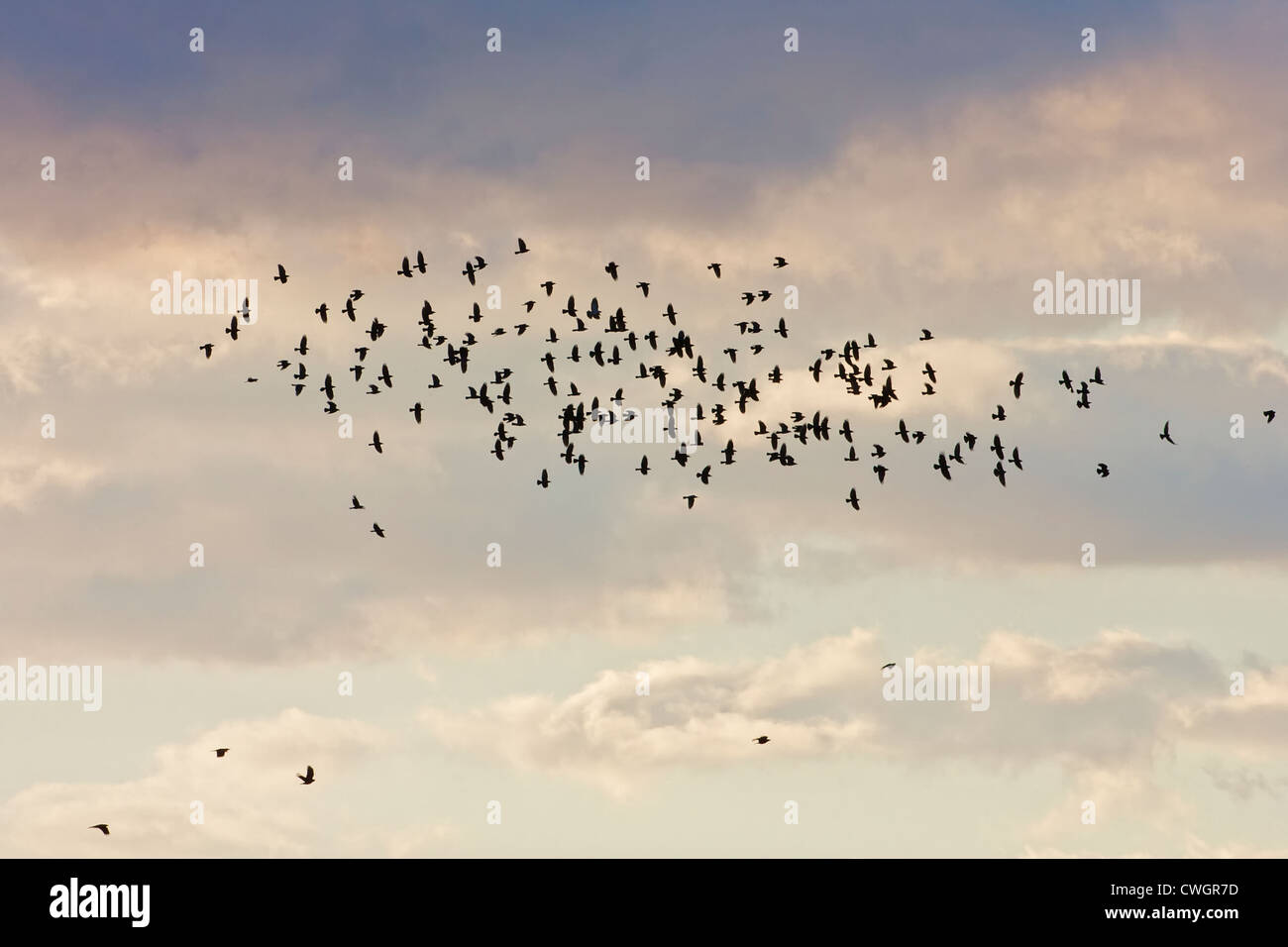Rooks (Corvus frugilegus) Coming to roost in flight over Fluke Hall, Pilling, Lancashire, UK Stock Photo