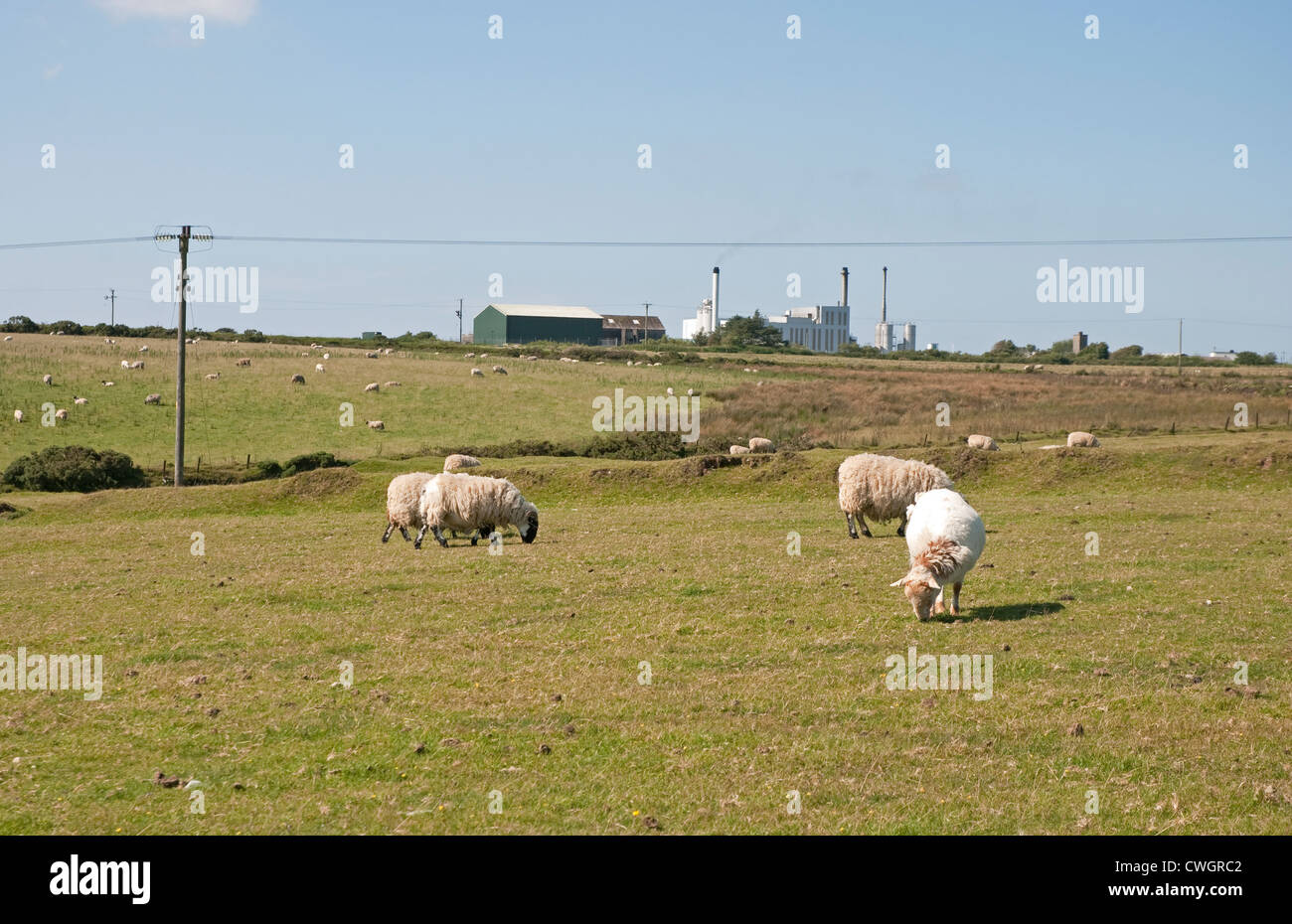 Dairy Crest's factory where Cathedral City cheese is produced