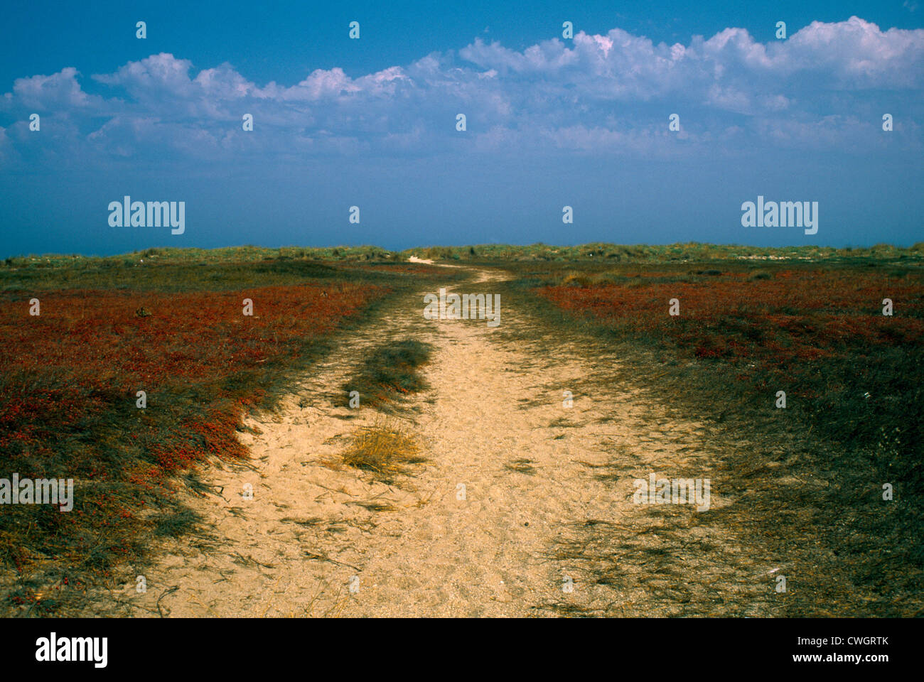 Saint Cyprien Plage France Languedoc-Roussillon Grass And Plants Anchoring The Sand Dunes At The Beach Stock Photo