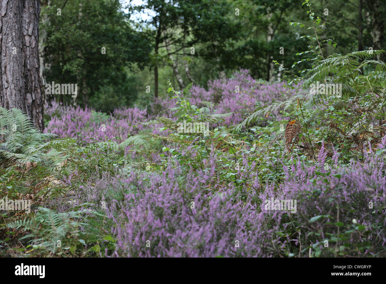 Ling Heather - Calluna Vulgaris - Western Isles Wildflowers - Pink Flowers of The Hebrides, in  Buchan Park, near Crawley, West Sussex England Stock Photo