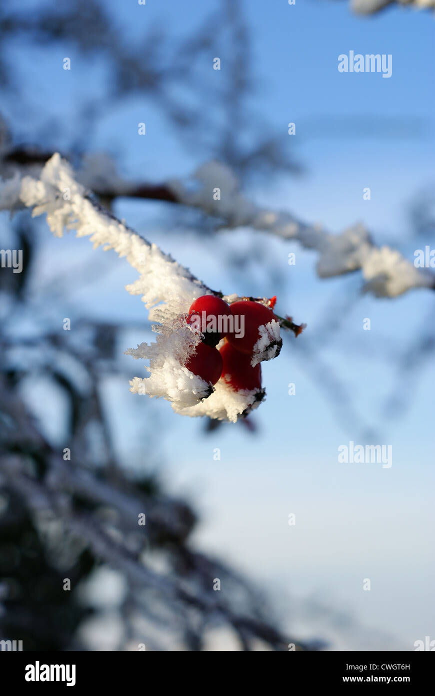 Rose hip in hoar frost hi-res stock photography and images - Alamy