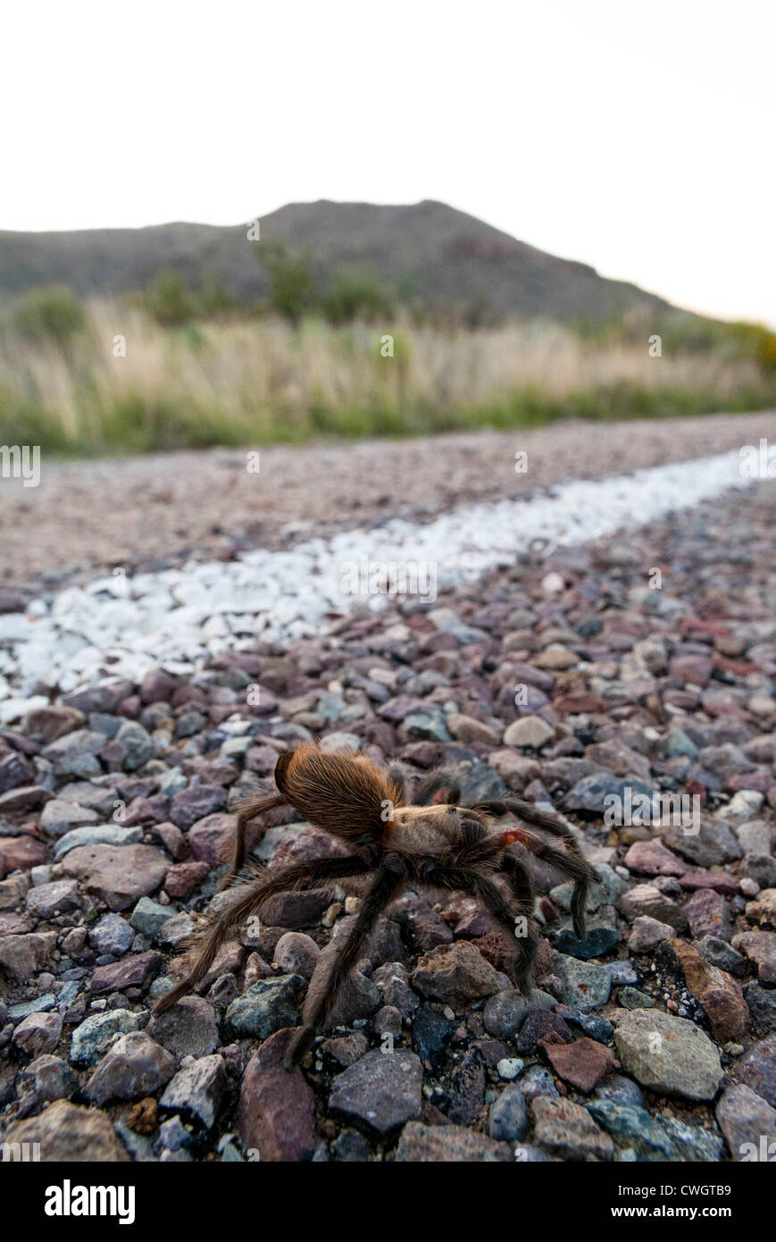 Tarantula in the desert with mountain in background - Big Bend National ...