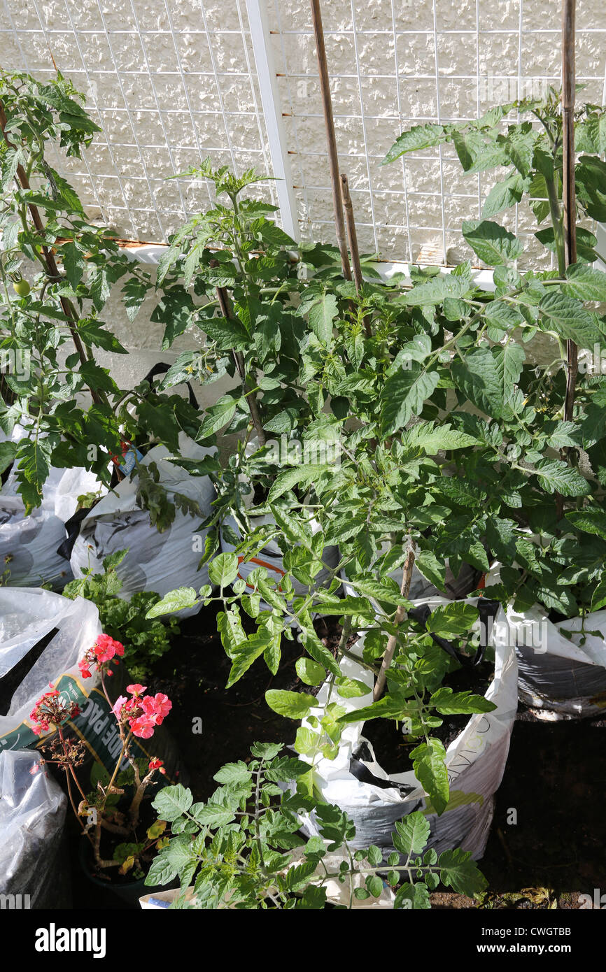 Growing Tomatoes in Carrier Bags Stock Photo Alamy