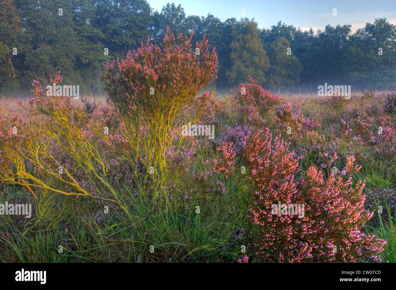 Pink flowering Common Heather in summer Stock Photo