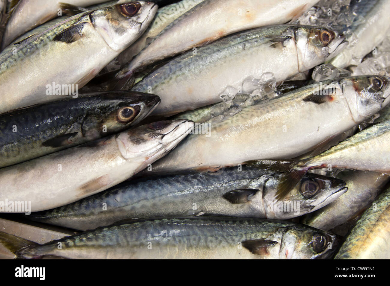 Mackerel lay in a bunch on display in a Korean market Stock Photo Alamy