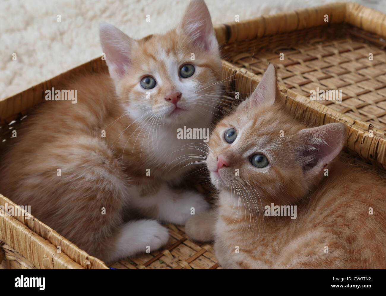 Ginger Kittens Laying In A Wicker Picnic Basket Stock Photo