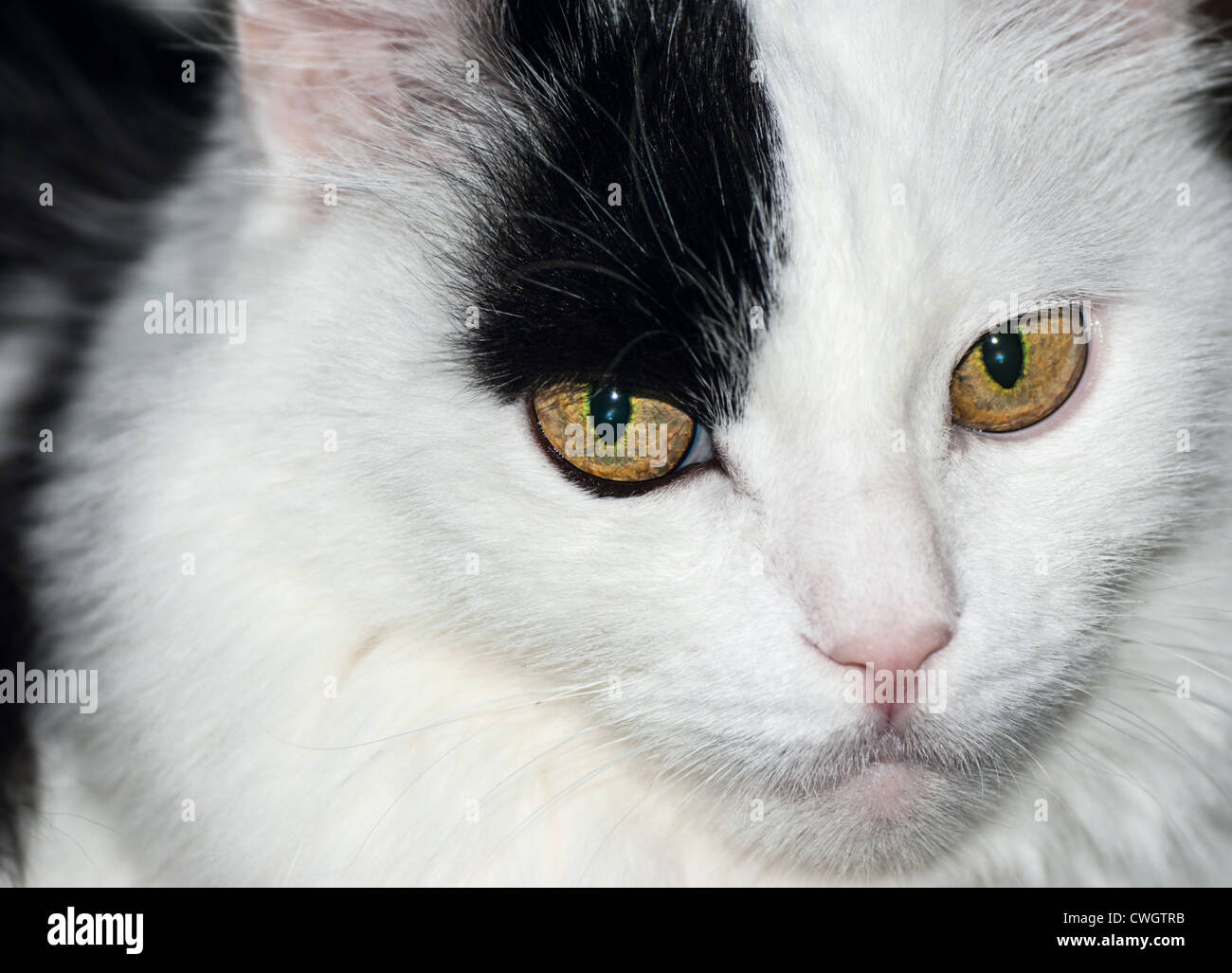 Close-up portret black and white domesticated cat Stock Photo - Alamy