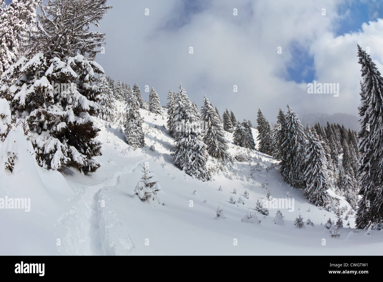 forest with pines in winter Stock Photo - Alamy