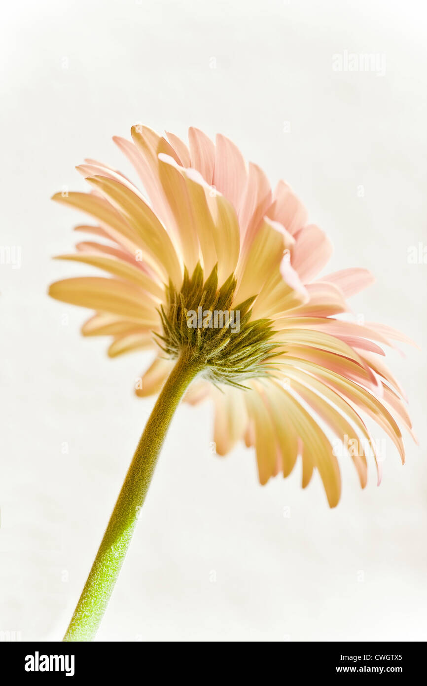 Gerber Daisy flower Stock Photo