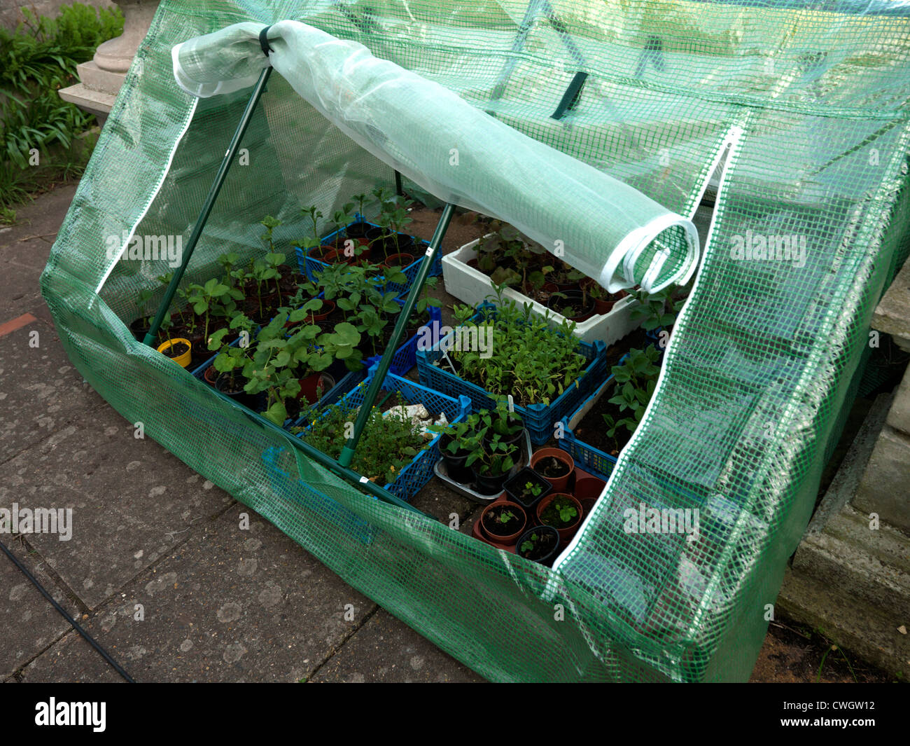 Seedlings Growing In A Cold Frame England Stock Photo