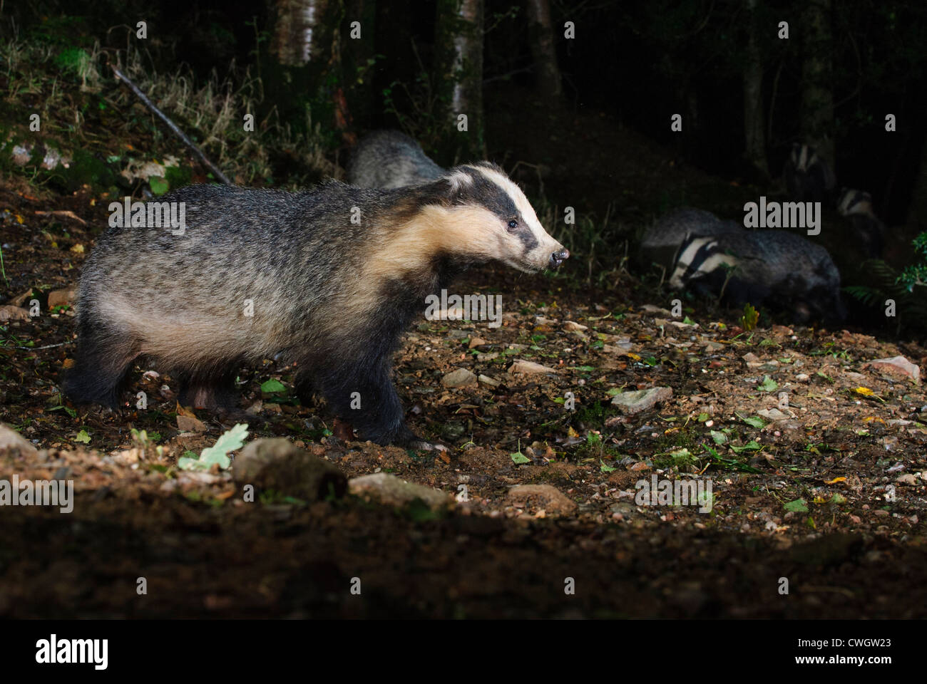 Badger (Meles meles) at night with family in a forest in Devon Stock Photo
