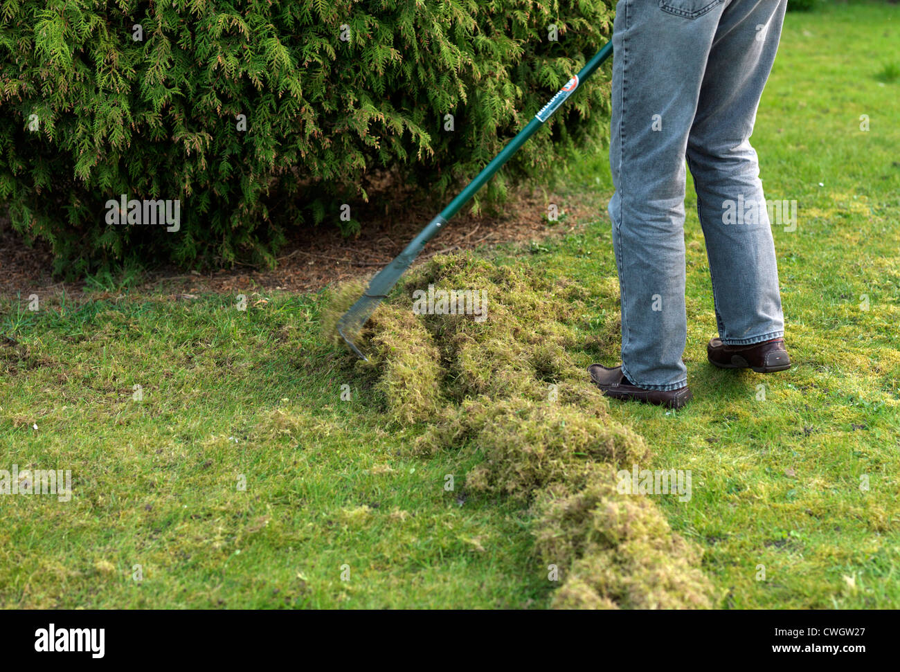 Scarification or Scarifying a Lawn with a Rake In A Garden England Stock Photo