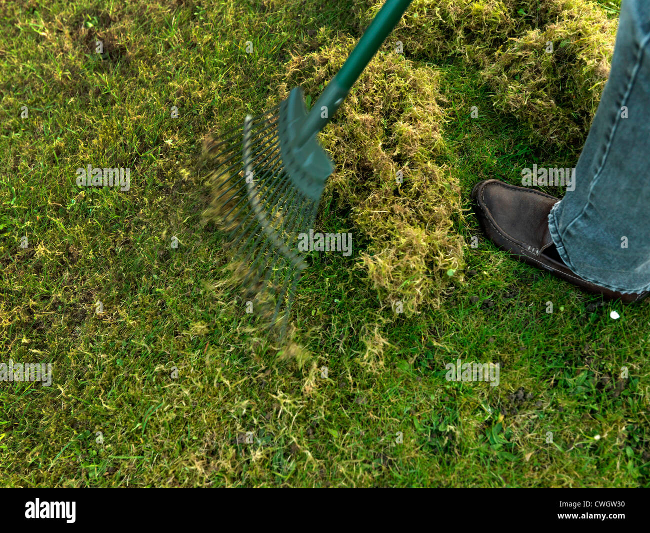 Scarification or Scarifying a Lawn with a Rake In A Garden England Stock Photo