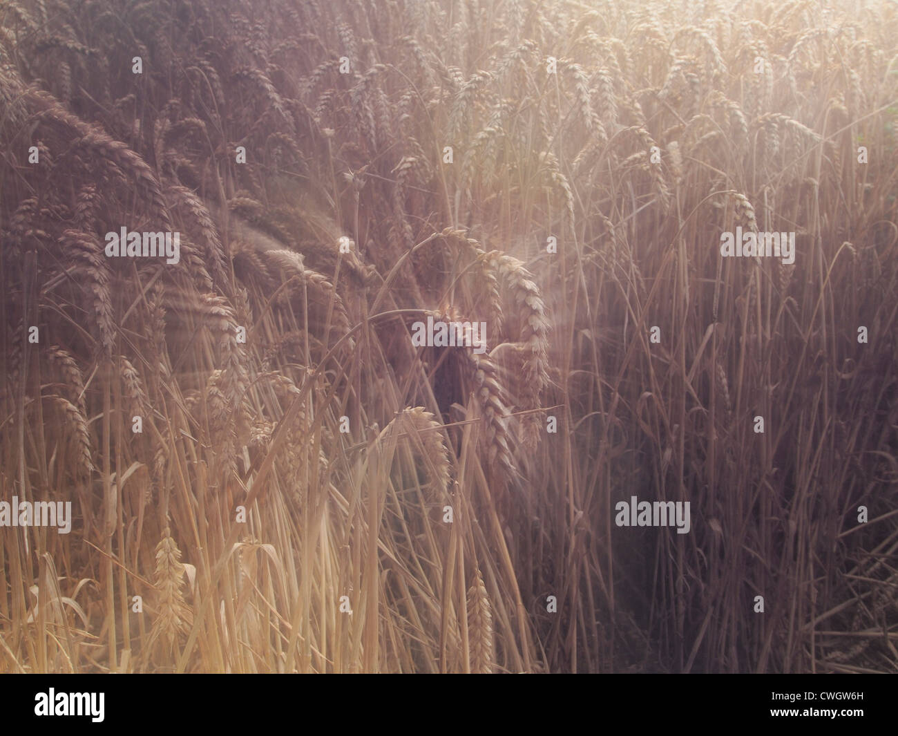 an image of wheat Stock Photo