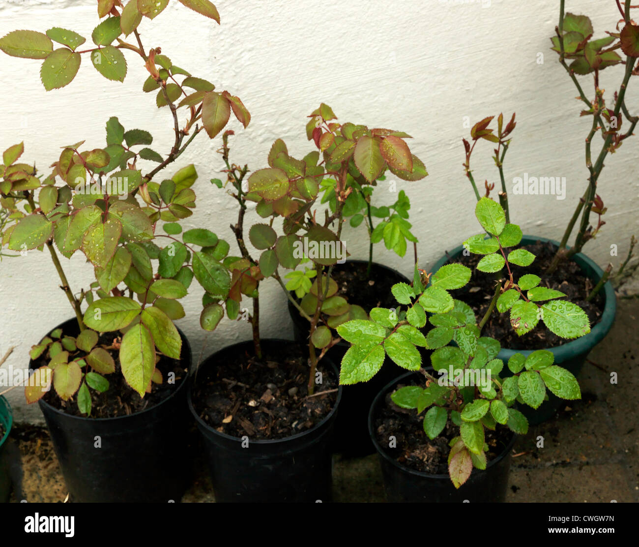 pic Rose Cuttings In Pots alamy